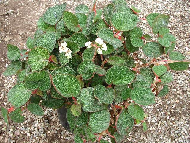 B. ‘Morocco’